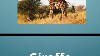 Guess the animal from the picture