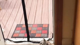 My cat always makes the most dramatic exit.. LOL #funny #cat #drama #animal #lover