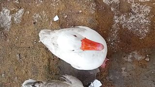 Friend