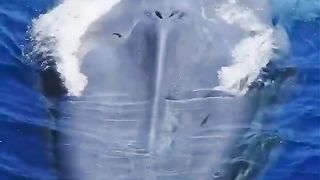 Take a listen to the biggest lungs on planet earth takin????g a breath! #nature #whale
