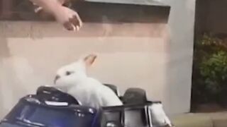 Cute rabbits, very beautiful and cute