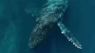 A MASSIVE Humpback Whale gently plays with some dolphins! #whale #shorts????????????