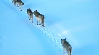فخ الحصيني