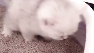 Cat with man