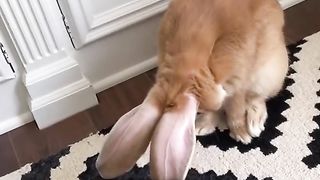 A very beautiful and cute rabbit. Follow me if you like this type of content❤