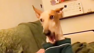 Funny enough video