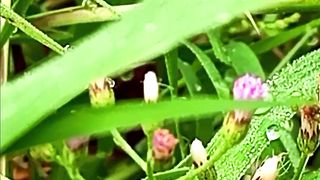 Flowers, grass and dew