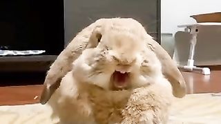 A very beautiful and cute rabbit, follow me ❤