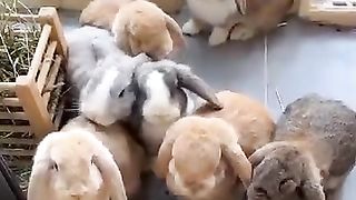 A very beautiful and cute rabbit, follow me ❤