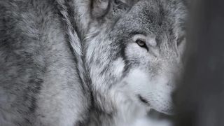 Wolf se assam