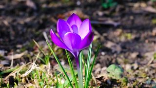 Flowers, reddish yellow, purple - adaline tv