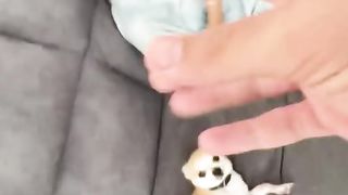 Who loves dog kuchi kuchi  cute lil poppies