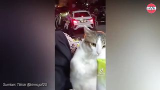 i dont want to be invited meet you before i give you the go ahead,the cute cats expressions,the reaction of netizens,makes me anxious