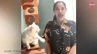 the cat is getting flercer and more aggressive