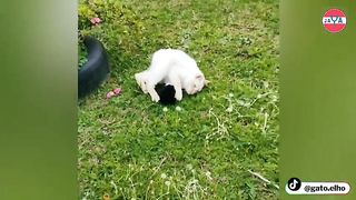 rabbit body with cat face,this is a combination of cat and rabbit