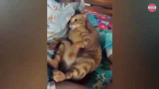 its really annoying,because its voice is small,the master taught the cat to meow