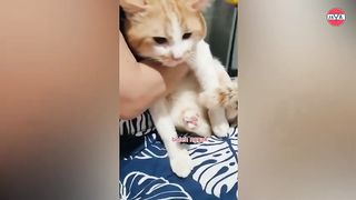 afraid to not getting any fish, the orange cat asked to be carried while waiting for his master to cook