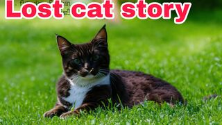 lost cat story