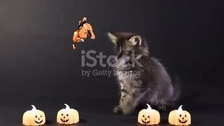 Funniest Animals - Best Of The 2024 Funny Animals Videos #7
