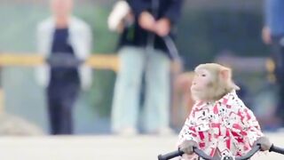 Monkey drive the bycycle funny video 2024