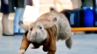 Rabbit funny movie