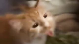 funny animasl part 2