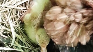 nooochicken