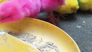 World Cute Chickens, Colorful Chickens, Rainbows Chickens, Cute Ducks, Cat, Rabbits, Cute Animals