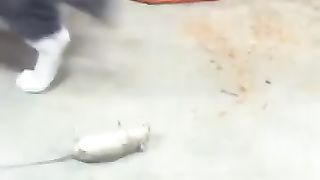 Funny Cat VS Mouse