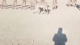 مدرب الجيش ????????????????