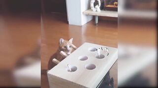 Cat Reaction to Playing Toy - Funny Cat Toy Reaction Compilation
