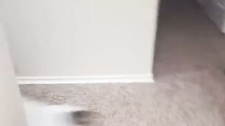 Cat funny
