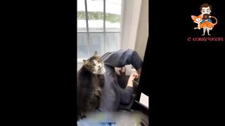 fun with cats