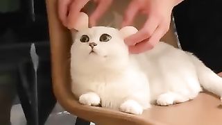 Cute and Funny Cat Videos Compilation | Cat Video | Funny Videos
