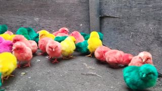 World Cute Chickens, Colorful Chickens, Rainbows Chickens, Cute Ducks, Cat, Rabbits, Cute Animals