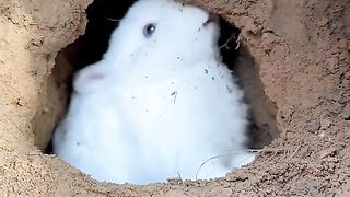 Cute rabbit