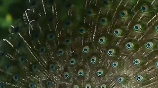 About Animal