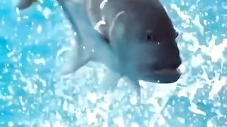 Best video