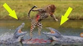 a crocodile preys on a leopard