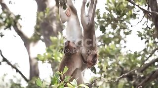 Funniest Animals - Best Of The 2024 Funny Animals Videos #8