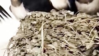 الطبيعة الجامحة 4