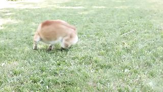 Funniest Animals - Best Of The 2024 Funny Animals Videos #11