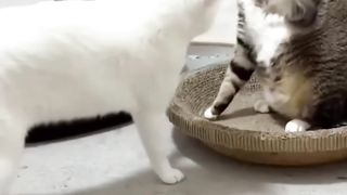 funny animals part 3