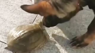 Funny clips of pets