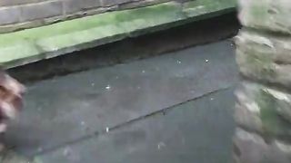 Rabbit funny movie
