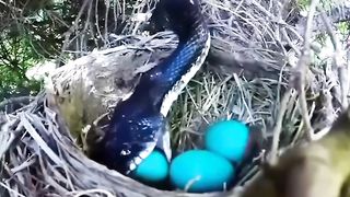Danger birds life