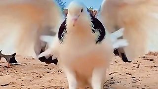 القران_الكريم