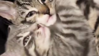 Cute Baby #Cats Love Each Other