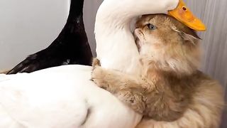 Cat £ duck????❤️