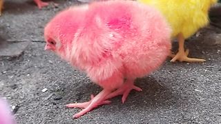 World Cute Chickens, Colorful Chickens, Rainbows Chickens, Cute Ducks, Cat, Rabbits, Cute Animals